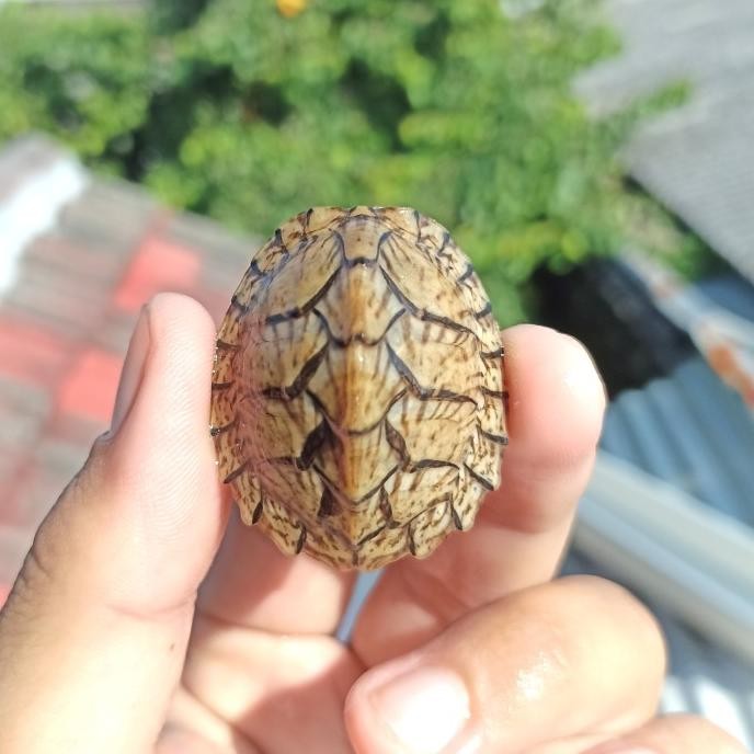razorback turtle