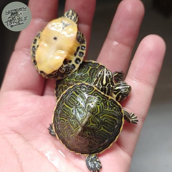 Hiasan aquarium kura kura red belly nelsoni baby