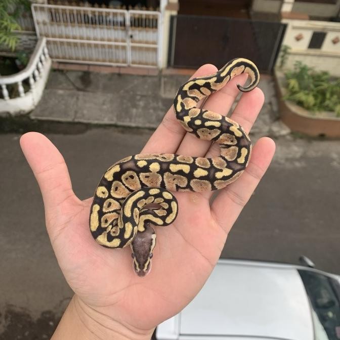 ball python pastel murah / ball phyton pastel