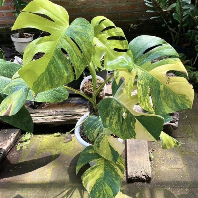 Monstera Marmorata Aurea Yellow Variegata Real Pict Murah Ekonomis