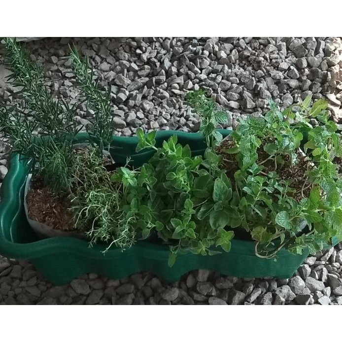 

Paket hemat Rosemary, thyme, oregano dan mint asli murah