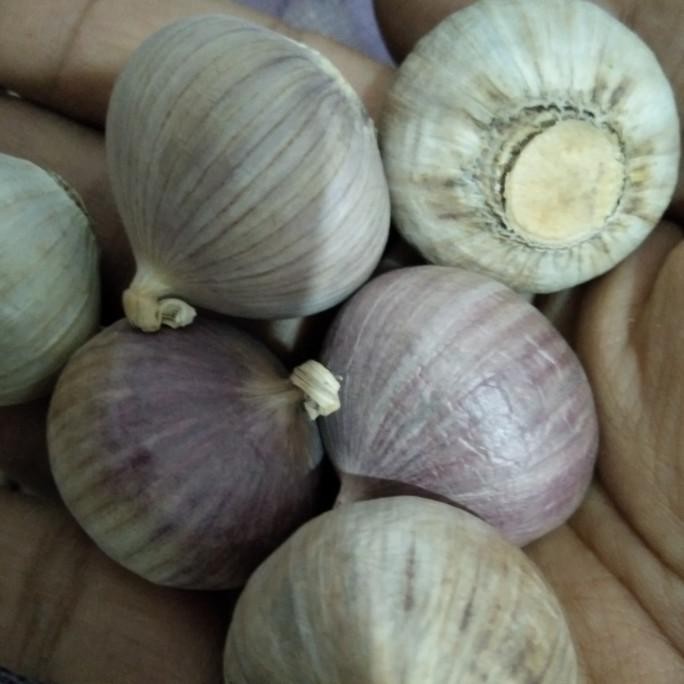

Bawang Putih Tunggal / Size Sedang / Tanggung Rempah Kemasan 1 Kg [terbaik]