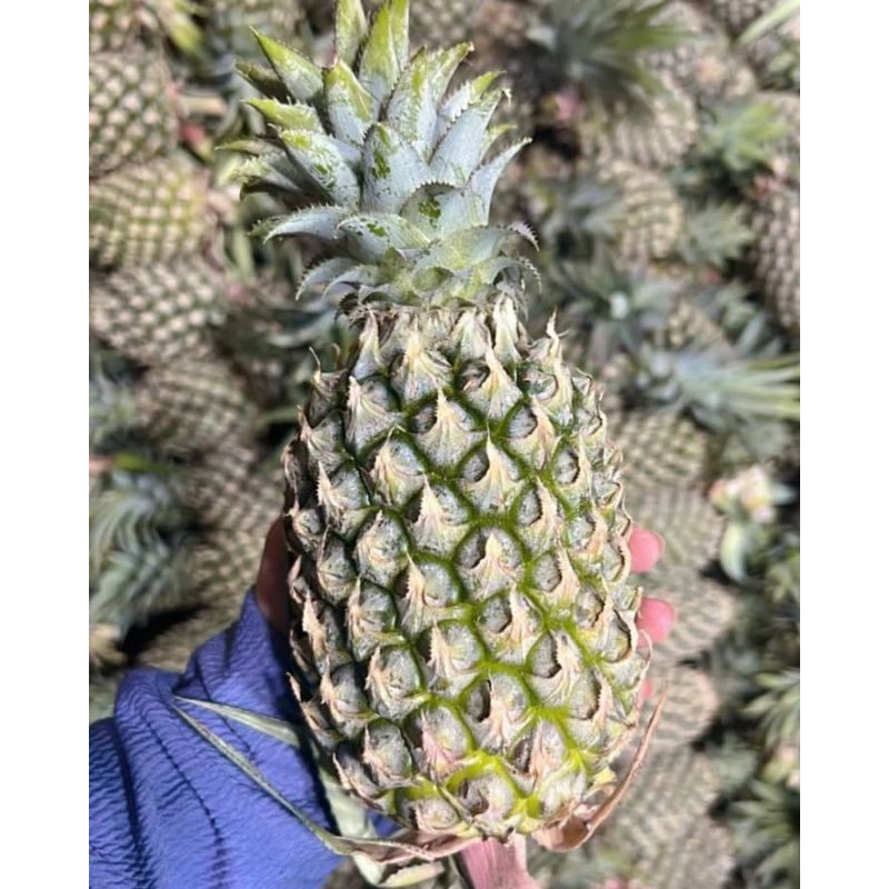 

Nanas 1 Biji /Biji Murah, Segar, Manis