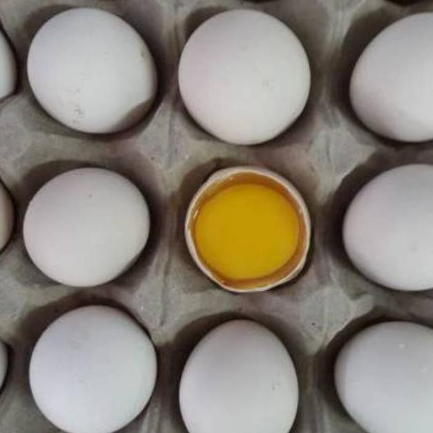 

Termurah Telur Ayam Kampung Kuning Butiran Perbutir