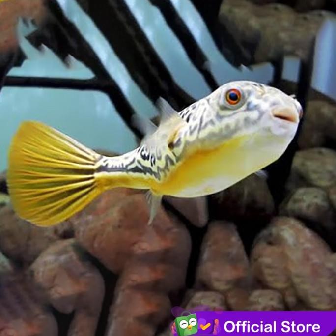 Murah Buntal Fahaka / Puffer Fish / Ikan Hias Air Tawar Non COD