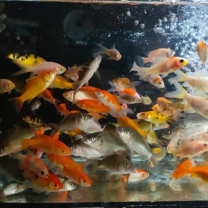Murah LITERAN BIBIT IKAN MAS PAKAN IKAN PREDATOR MAKANAN IKAN SIZE KECIL Non COD