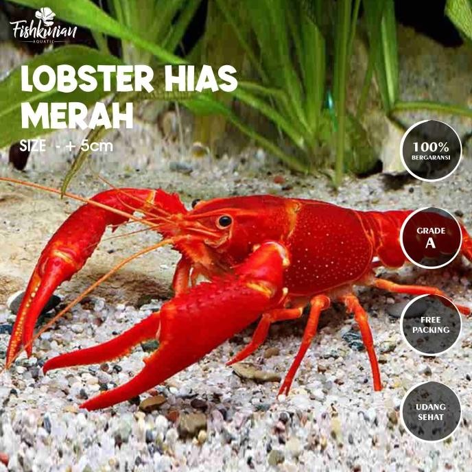 Murah LOBSTER MERAH HIAS AIR TAWAR AQUARIUM AQUASCAPE Non COD