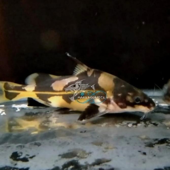 Murah IKAN HIAS MARBLE LANCER CATFISH BESAR Non COD