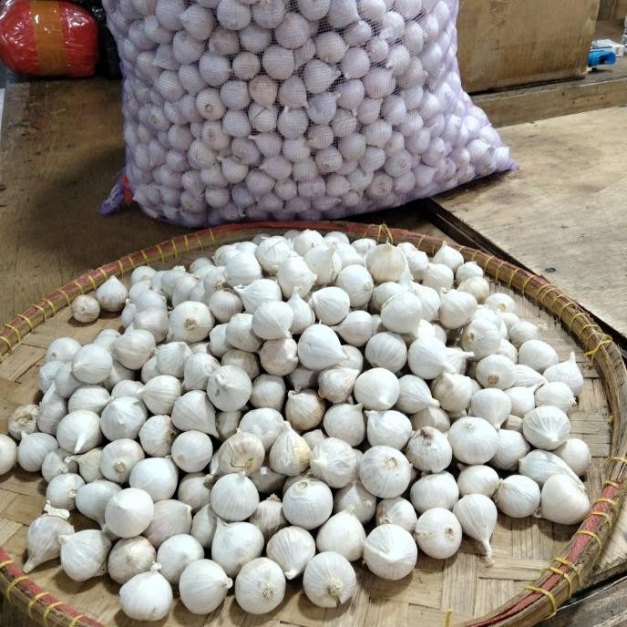 

Bawang Putih Tunggal/Bawang Lanang Ukuran Rata Kecil Fresh 250 gr [terbaik]