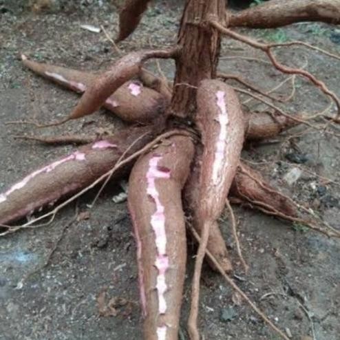 [Good] BIBIT POHON SINGKONG || JENIS MANGGU 10 batang