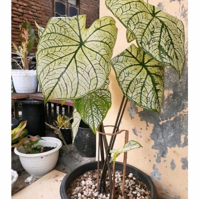 [Good] Turus Keladi Penyangga Tanaman Keladi