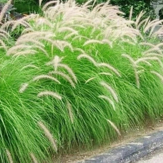 [Good] Tanaman ekor kuda Pohon buntut kuda Alang Alang buntut kuda love grass