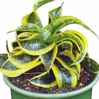 [Good] Tanaman Hias Sansivera Twister Sister - Indoor Succulent Plants