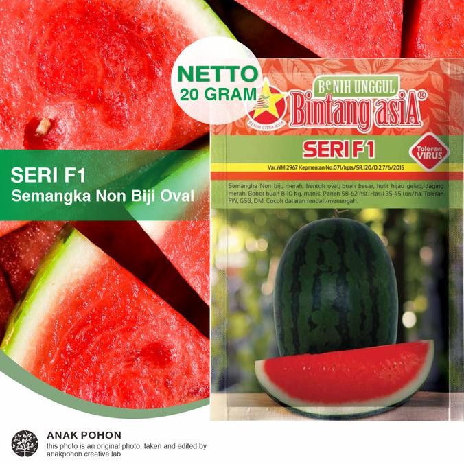 fresh  (1 PACK) Benih Semangka SERI F1 Merah Oval Non-Biji Seedless F1 Seed murah