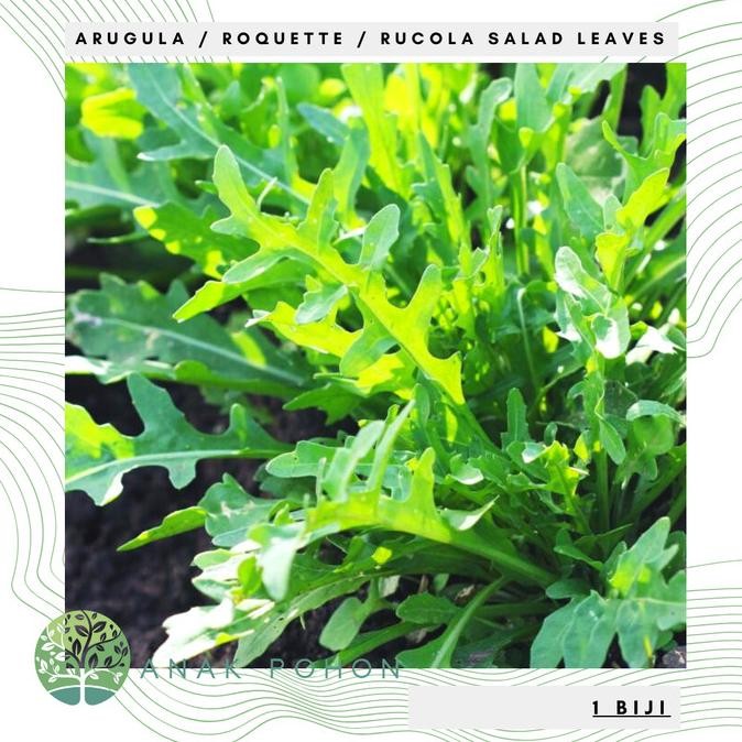 fresh  Benih Bibit Biji - Arugula / Roquette / Rocket (Antioksidan Tinggi) murah
