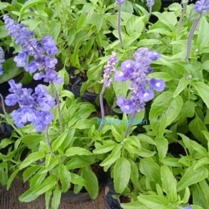 Terlaris Tanaman Hias Bunga Salvia Divinorum