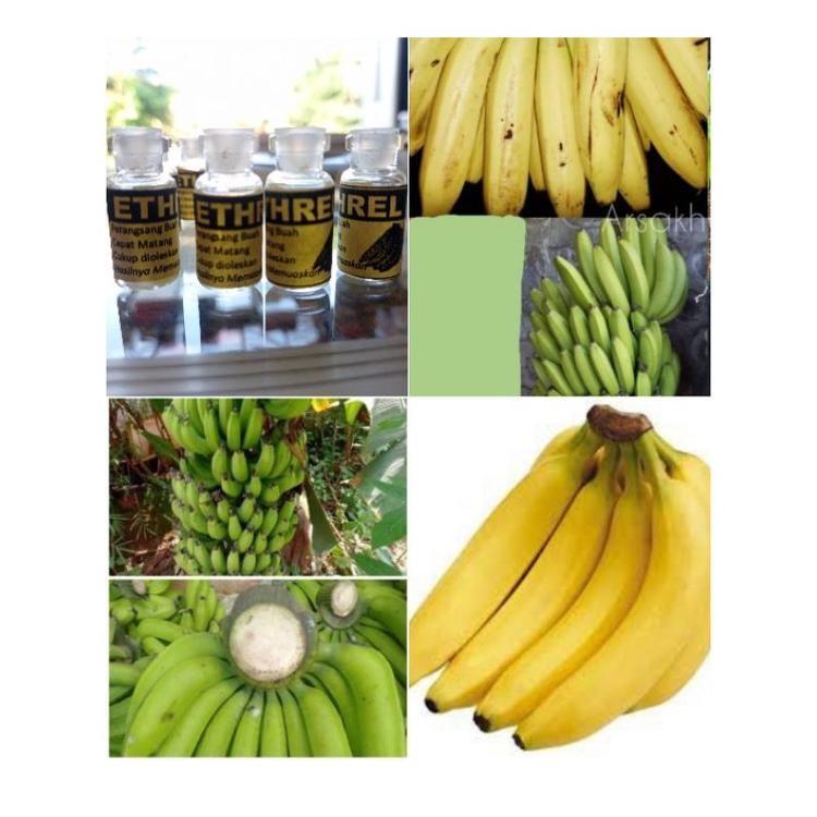 Ethrel Pemasak/Pematang Pisang/Pepaya/Buah Naga