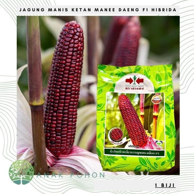 fresh !!! Benih Bibit Biji - Jagung Manee Daeng F1 Red Gem Sweet Glutinous Corn Jagung Manis Ketan H