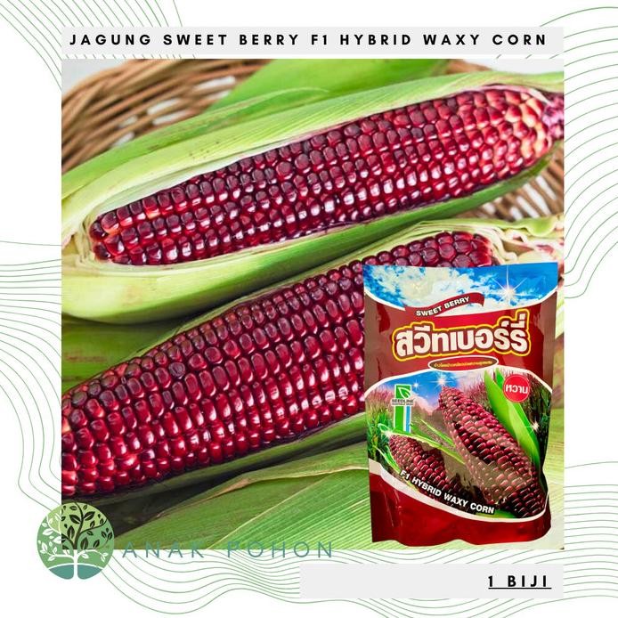fresh  Benih Bibit Biji - Jagung Sweet Berry F1 Hybrid Pulut Merah Maroon Waxy Corn Seeds - IMPORT T