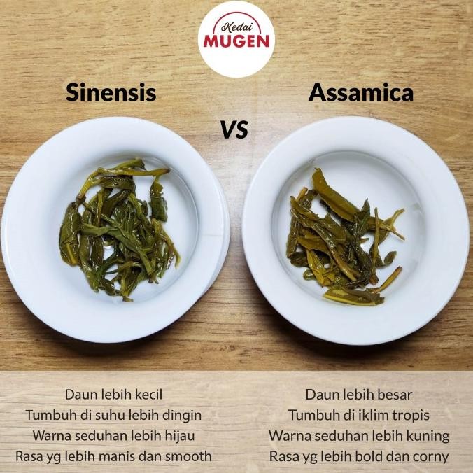 

Grosir Great Assamica Green Tea | Teh Hijau Assamica Grosir 500G | 1/2 Kg