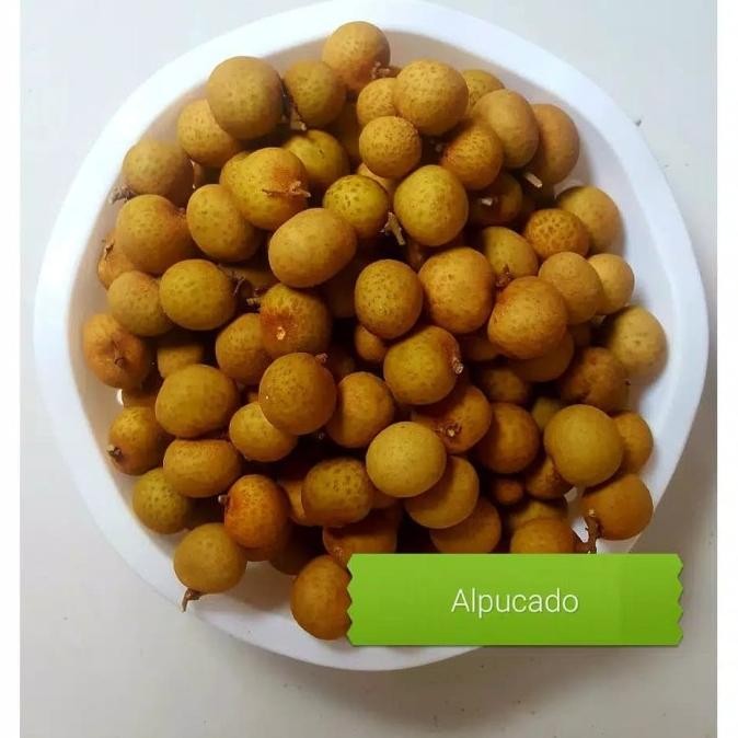 

Buah Lengkeng Bangkok Tanpa Tangkai | Kelengkeng Langon Import Besar nUg