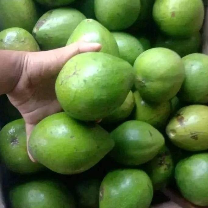 

Alpukat mentega 1kg mengkel nUg