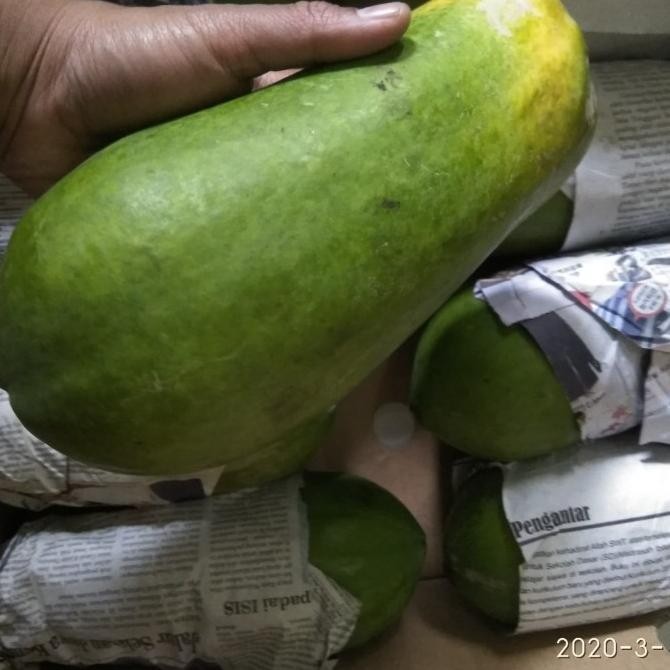

Buah Pepaya California | Sweet Calina nUg