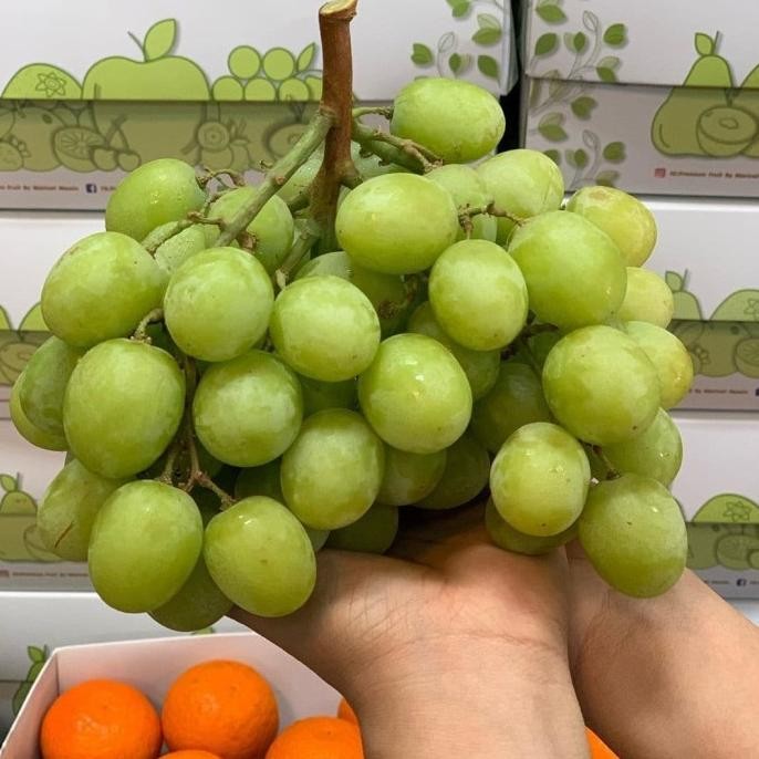 Buah Anggur Autumn Crisp Hijau Non Biji | Autumn Hijau Australia nUg