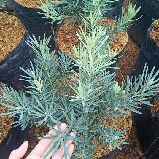 Bibit Tanaman Lohansung Blue Ice (Bahan Bonsai)