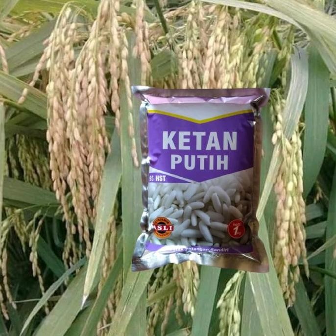 [[ RASTASTR / BENIH PADI KETAN / BIBIT KETAN PUTIH BEST SELLER