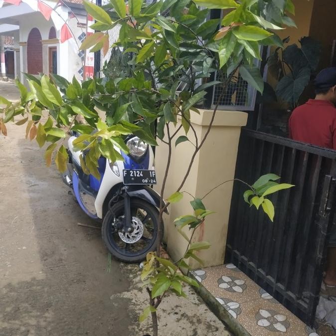 bibit tanaman buah lanka lobi lobi asal cangkokan