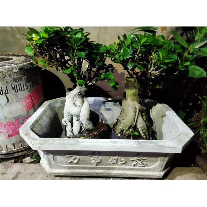 tanaman bibit bonsai hidup/ bonsai ficus bonsai daun jeruk