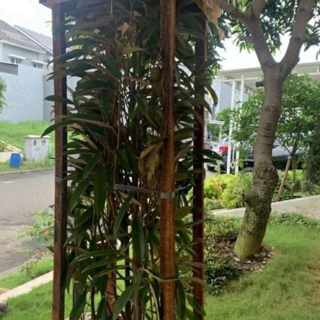Bibit Tanaman Pohon Durian Bawor 2 Meter-Pohon Durian Batang Besar