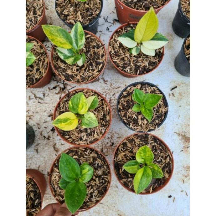 Tanaman Hias Anthurium Jemani Mangkok Tornado Variegata Bibit