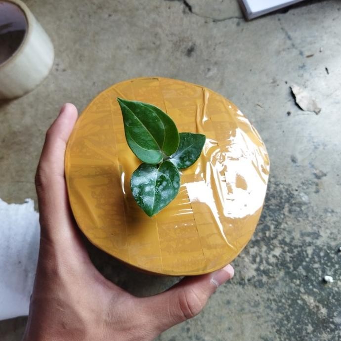 Bibit Tanaman Anthurium Kuping Gajah King of Spadesh HU haji Ulih