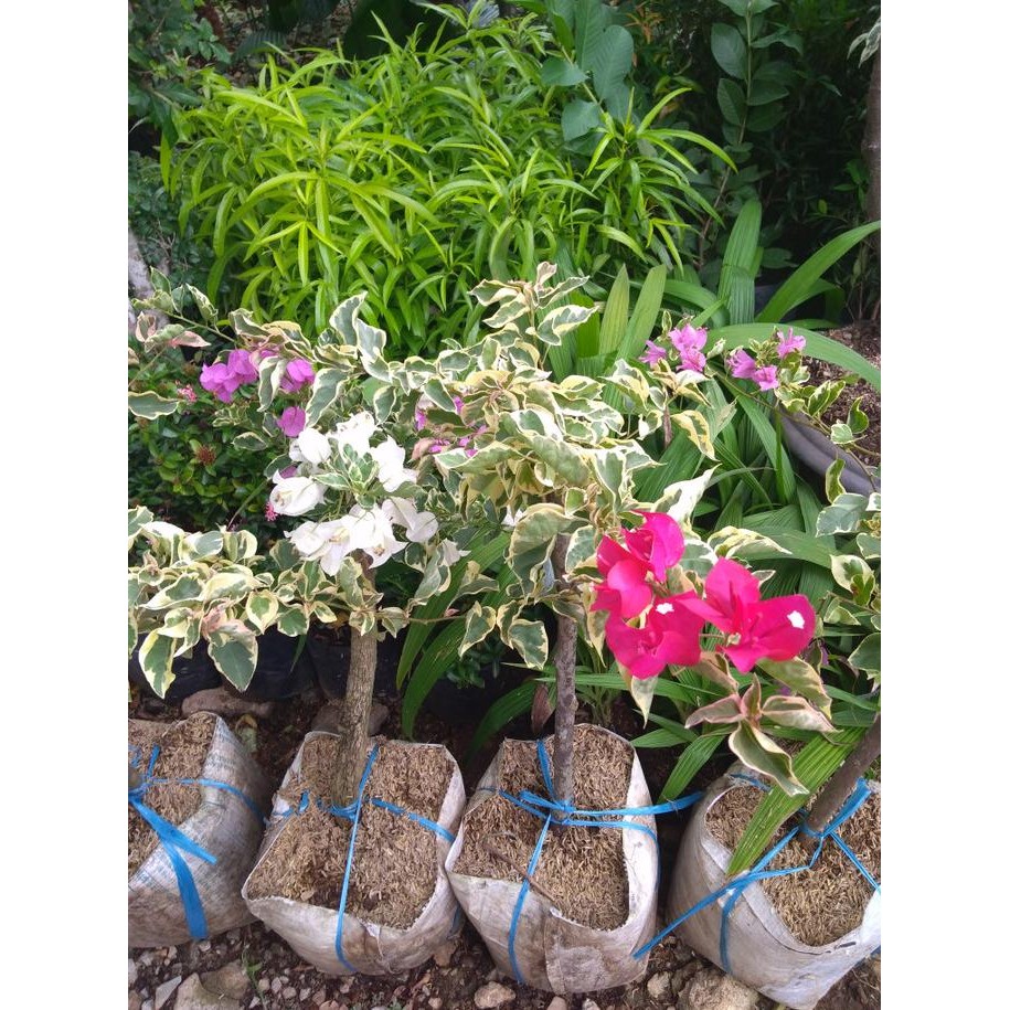 Bibit Tanaman Hias - Bougenville 2 Warna (Merah Putih)