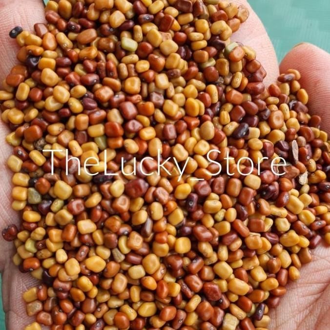 Benih Bibit Tanaman / Biji Kacang Kacangan CM Calopogonium Mucunoides