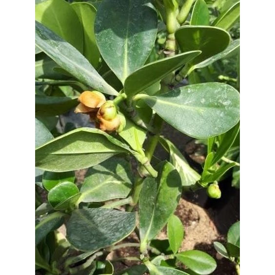 Bibit tanaman buah langka manggis varigata-manggis putih-kuping gajah