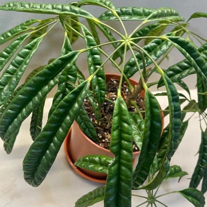 Bibit Tanaman Hias Schefflera Albido-Bracteata/Walisongo Pete