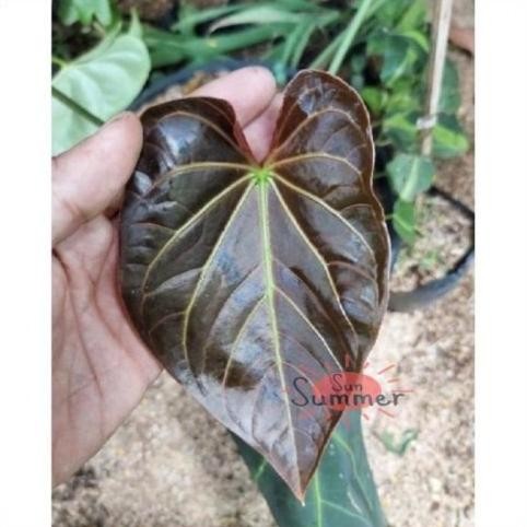 BEST PROMO Anthurium Regale Peru Cutting Tunas - Tanaman Hias Bibit
