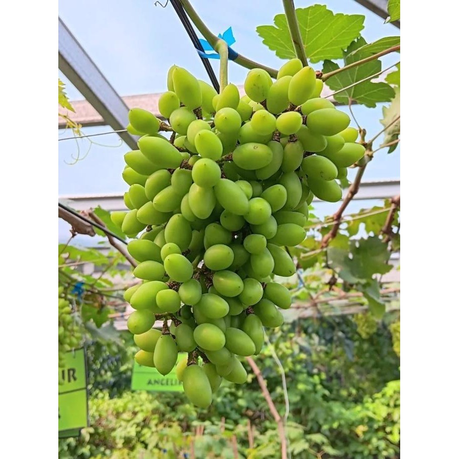Bibit Anggur Heliodor Premium Benih Buah Anggur Bibit Tanaman Anggur
