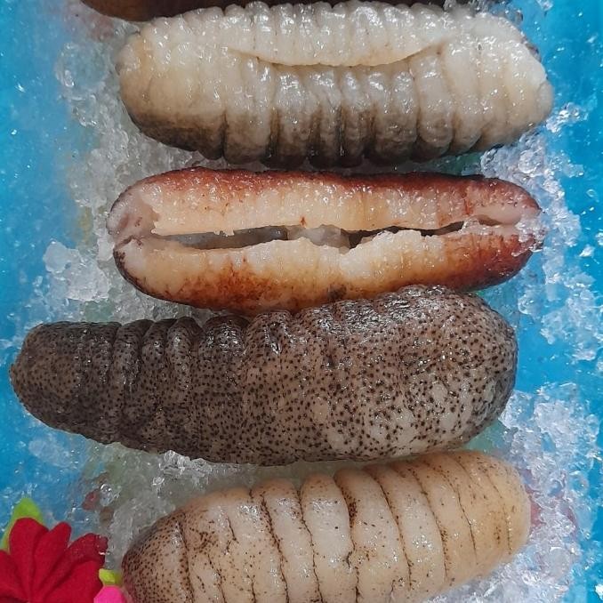

Grosir Teripang Laut / Sea Cucumber /Haisom Basah Siap Masak
