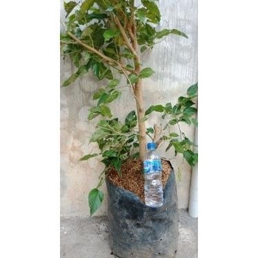 Sale Bibit Tanaman Bahan Bonsai Murbei/Murbei Batang Besar/Indukan