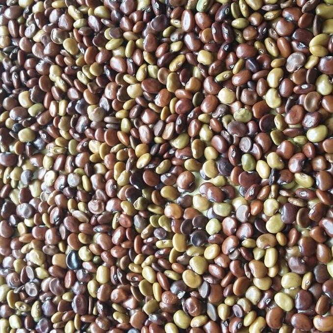 

Sale Kacang Kacangan Cc (Calopogonium Caeruleum)