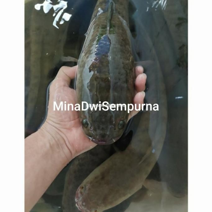 

Sale Gabus Tawar Hidup 1Kg