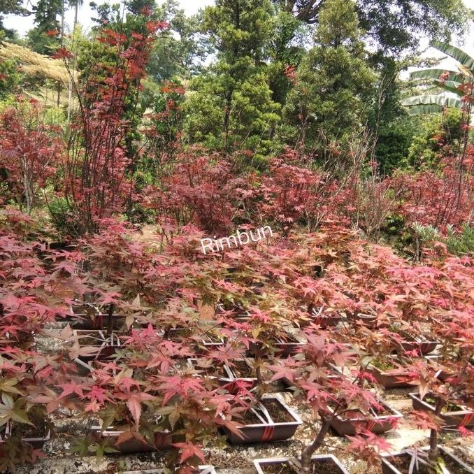 pohon red maple japanese/bibit bonsai red maple/tanaman hias red maple