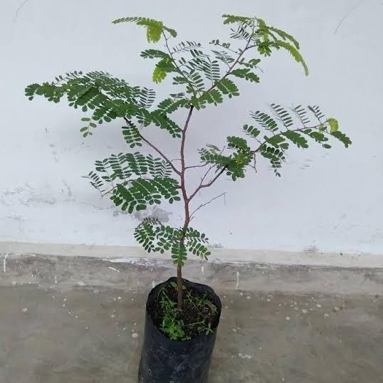 Bibit Pohon Asam Jawa - Tanaman Asem Jawa - Bibit Bahan Bonsai .
