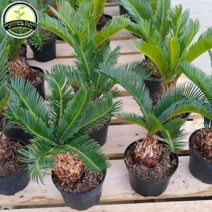 Bibit tanaman palem sikas - tanaman palem sikas