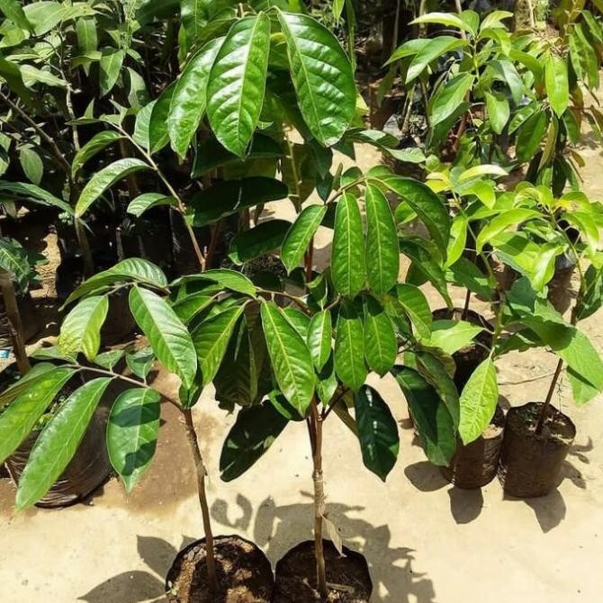 bibit duku longkong tanaman