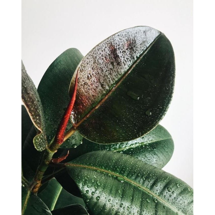 TERLARIS [GOSEND] Pohon Karet Kebo Merah Hijau - tanaman hias bibit ficus plant Siap kirim